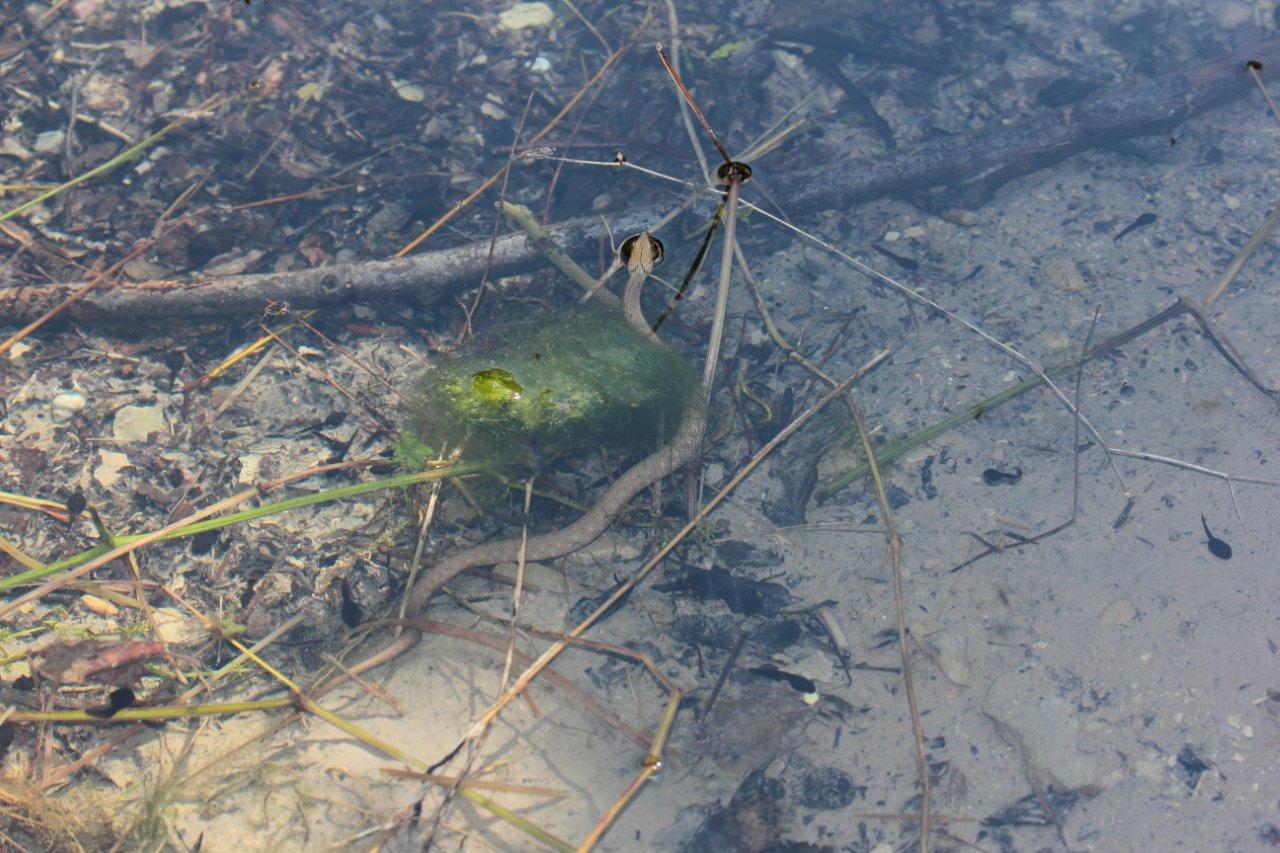 giovane natrix tessellata?